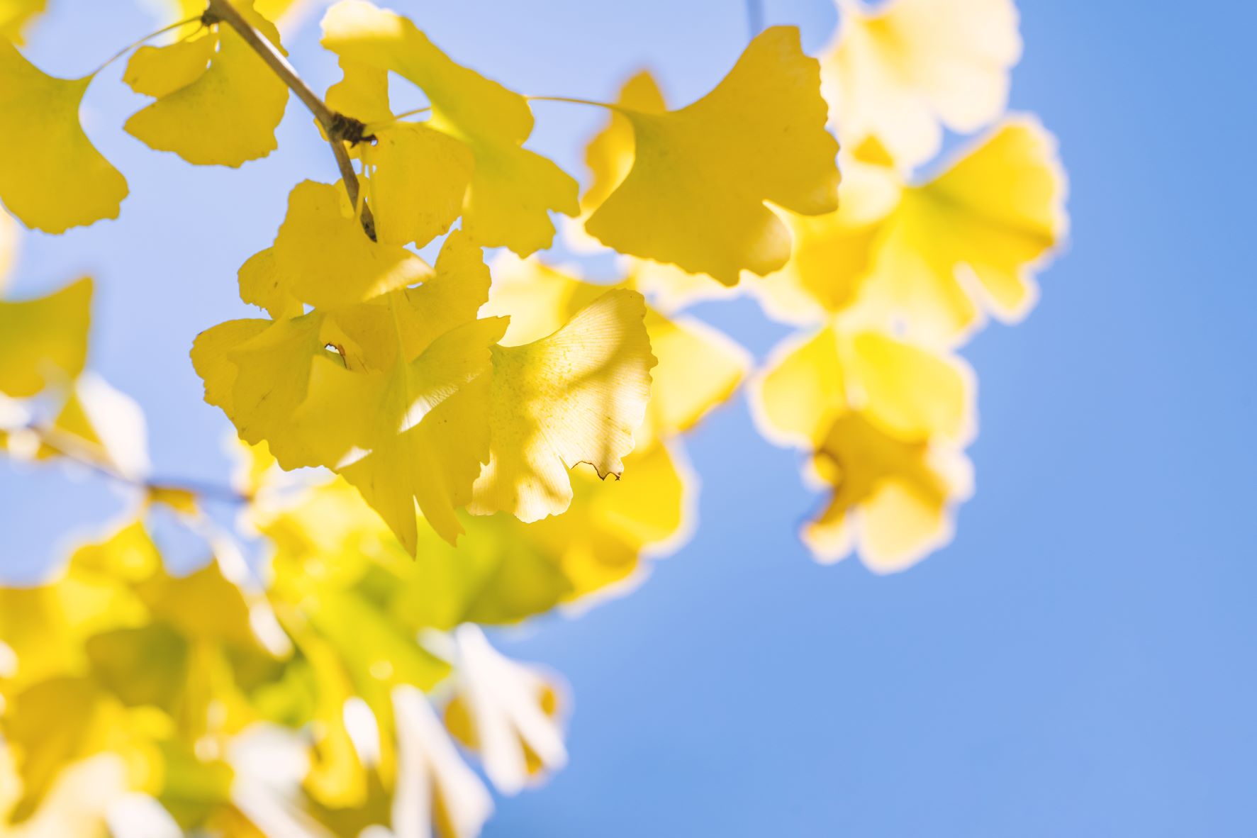 tanzen wie ich bin frauenkreis tanz meditation natur 