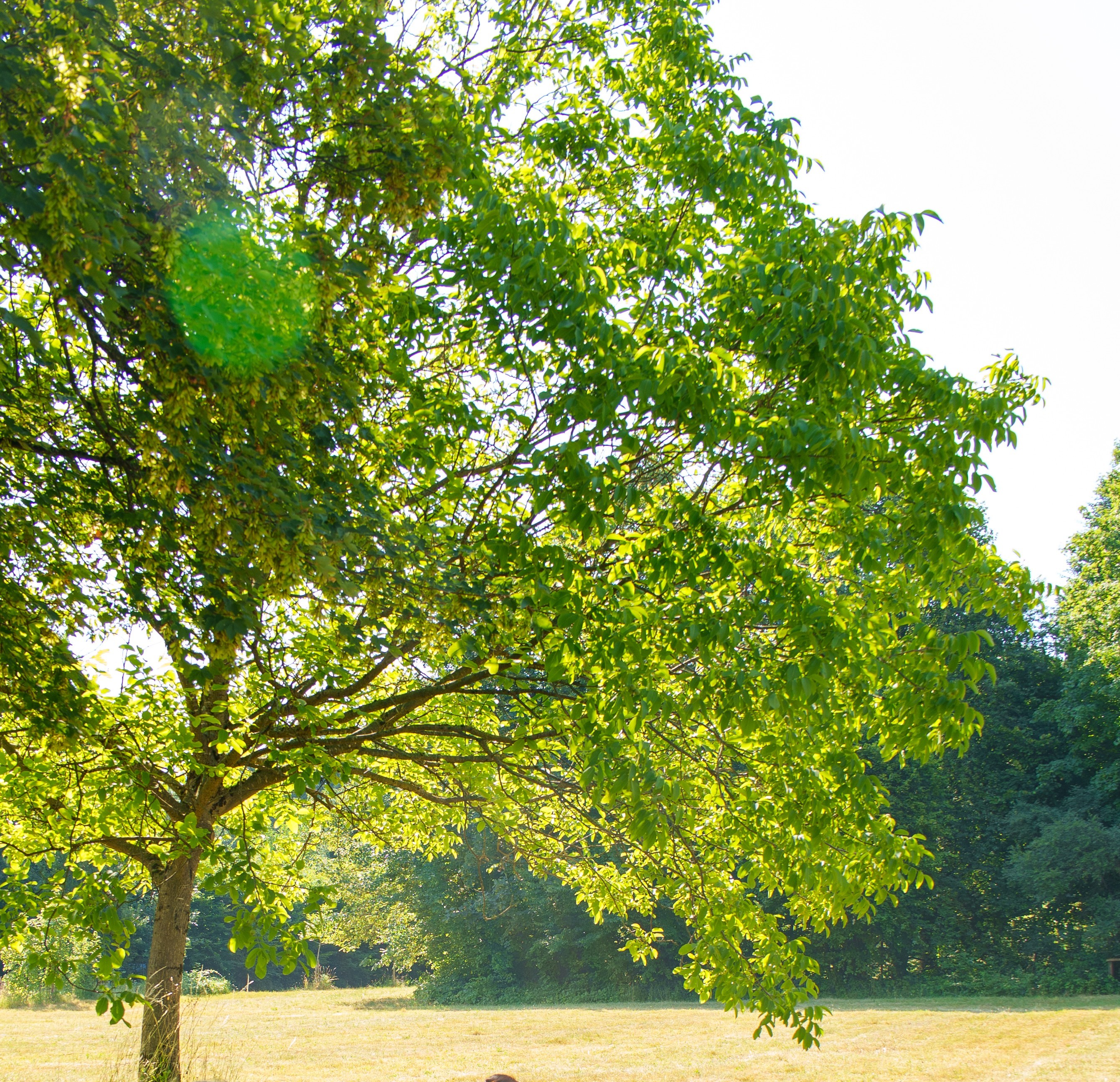 tanzen wie ich bin frauenkreis tanz meditation natur 