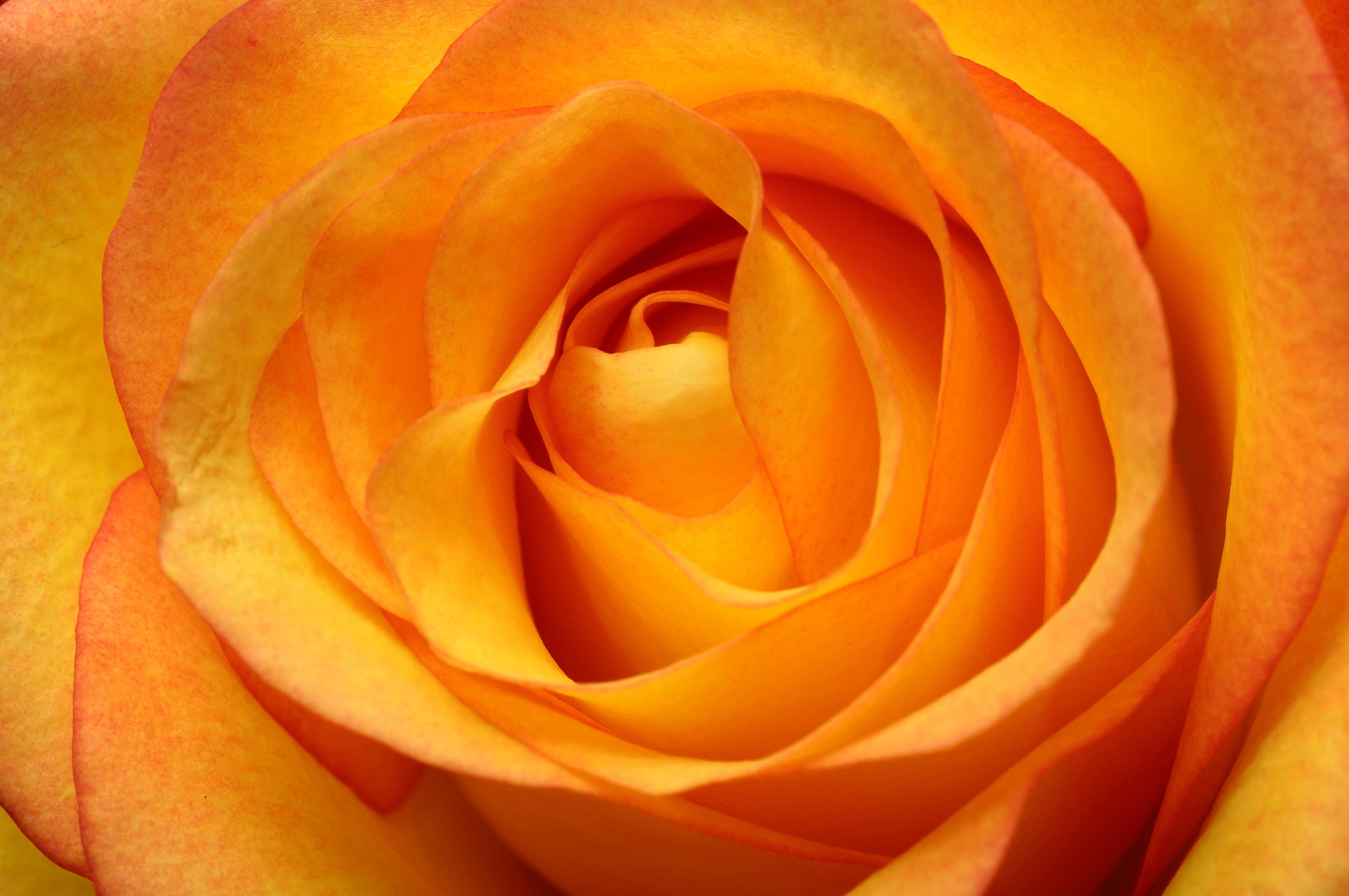 rose, gold, tanz